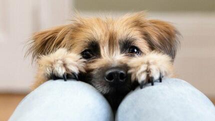 Petit chien atteignant les jambes du propriétaire