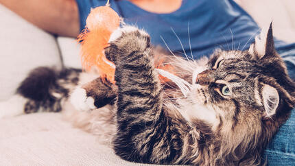 Un chat allongé sur le canapé