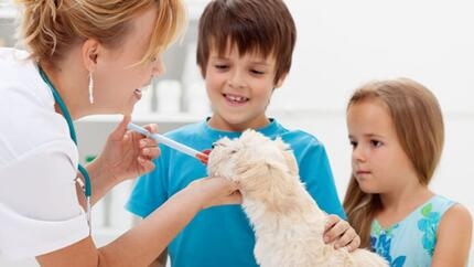 Un chien blanc recevant des médicaments