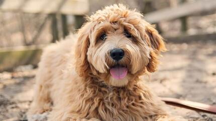 Comment vous assurer que votre chien va bien ?