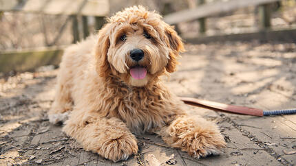 Hond liggend op een houten dek