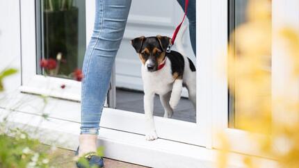 Chiot en laisse quittant la maison avec le propriétaire