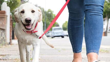 chien tire en laisse