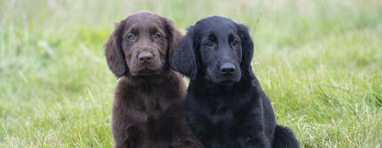 Chiens brun et noir assis dans un champ d’herbe