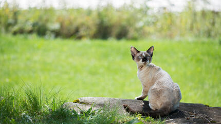 Een kat in het gras