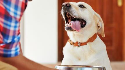 Kunnen honden lachen en glimlachen?