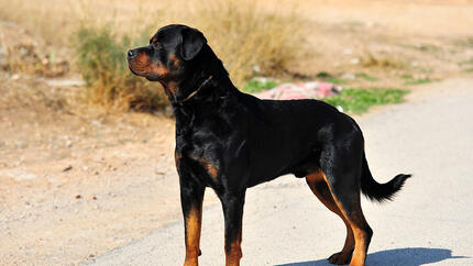 Een Doberman staart in de verte