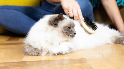 Un chat en train de se faire toiletter