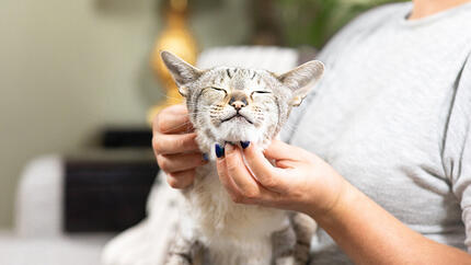 chat se faisant caresser sous le menton