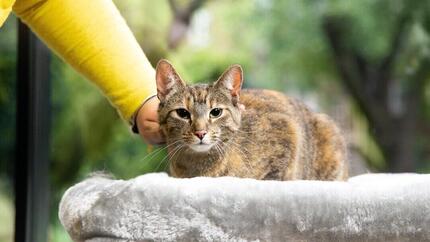 Comportement étrange chez les chats âgés