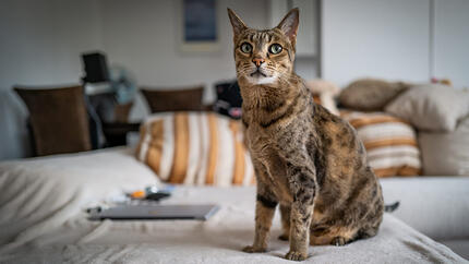 chat attentif à la caméra