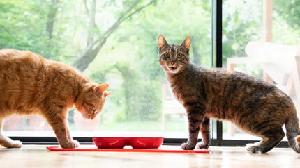 Katten die uit kommen eten