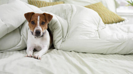 Terrier Jack Russell au lit sous les draps