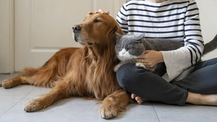 Propriétaire carresant golden retriever et chat gris