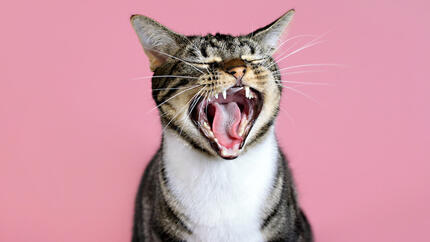 Chat qui bâille