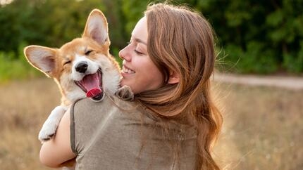 Corgi assis dans la main de son propriétaire