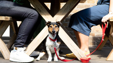 Chien assis sous la table
