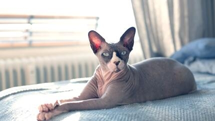Haarloze kat op bed