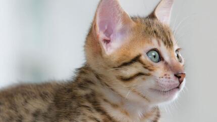 Geconcentreerd kitten