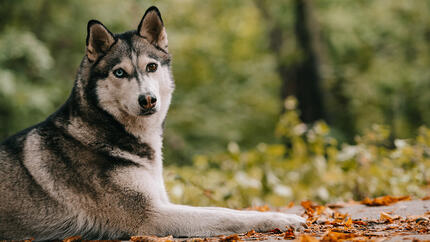 Husky couché dans la forêt