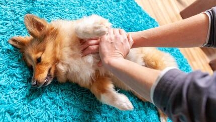 Eigenaar oefent eerste hulp op een hond