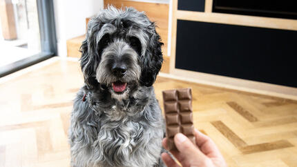 Chien regardant un chocolat