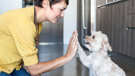 femme donnant un high five à un chien dans la cuisine