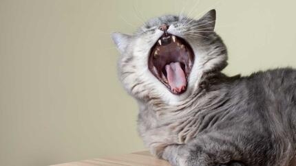 Grijze kat met open mond