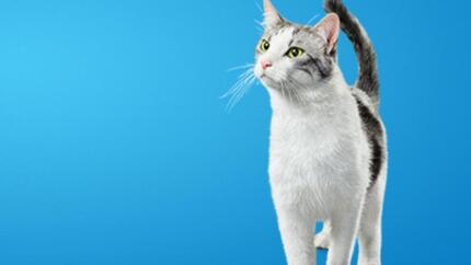 DentaLife kat op een blauwe achtergrond