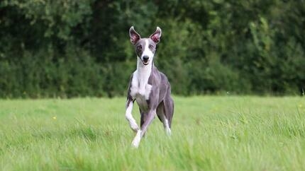 Whippet rent door gras