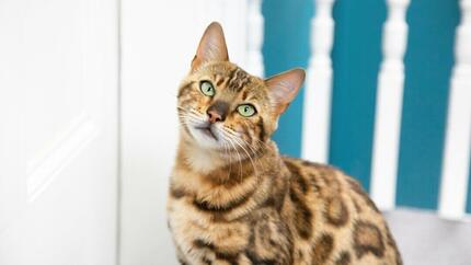 Bengaalse kat met groene ogen en licht gedraaide kop