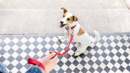 hond buiten wachtend op een wandeling