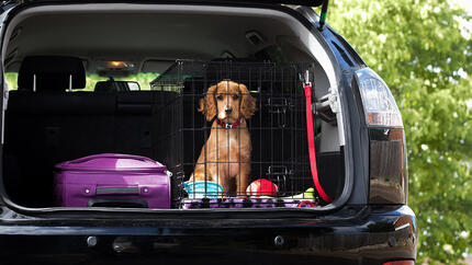 chiot à l'arrière de la voiture