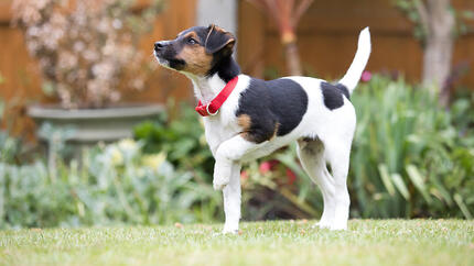 vrolijke puppy buiten op het gras