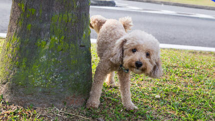 hond plaste op een boom