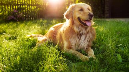 hond ligt in het gras te hijgen