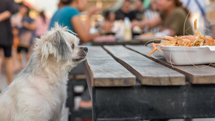 Mogen honden garnalen eten? 