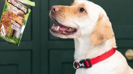 10 friandises saines pour dresser son chien 