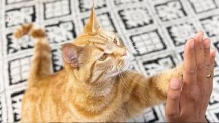 Chat qui tape dans la main 