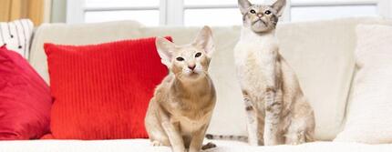 Twee beige katten zitten op een bank met een rood kussen.
