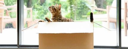 Bengaalse kat zittend in een verhuisdoos