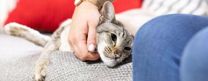 Chat se prélassant sur le canapé avec son maître