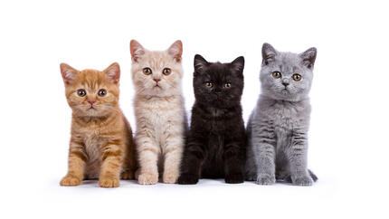 Chats de race