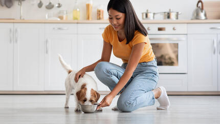 Ontdek de beste droge hondenvoeding van Purina