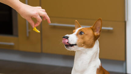 Chien qui goûte du citron