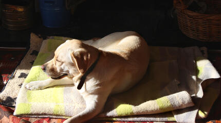 hond ligt in de zon 