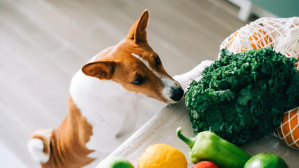 Welke groenten mogen honden eten?