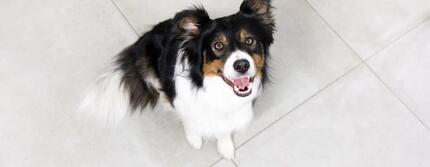 Zwarte, witte en bruine hond zit op de grond en kijkt omhoog.