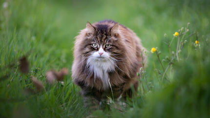 grote kat op het gras 