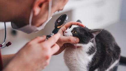 Vétérinaire examinant les yeux du chat